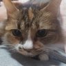 ユキシロ🐾ฅ^._.^ฅ(桃)'s profile picture