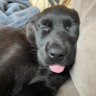 Фото профиля doggod_蓝V互关