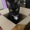 Newcat 的头像