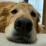 あられ profil fotoğrafı