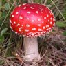 Mr.Mushroom 的头像