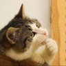 Thorne profil fotoğrafı