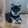 黒柴・望愛【のあ】 的头像