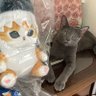 にゃぱにゃむ profil fotoğrafı