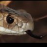 Bogan Snake's profile picture