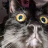 smell enjoyer's profile picture