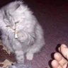 天然呆 profil fotoğrafı