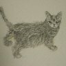 猫科・田中秀郎 profil fotoğrafı