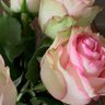 Linda Rose profil fotoğrafı