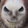 Daeinos's profile picture