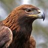 Profilbild von DescendingEagle