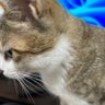 tank profil fotoğrafı