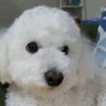 Profilbild von パールまま