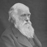 Darwinian Ape 的头像