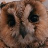 あにゃにゃ 的头像