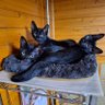 Фото профиля 猫好き