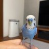 nene's profile picture
