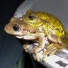 Amplexus profil fotoğrafı