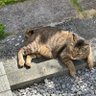 Фото профиля 向 夏林(こうかりん)🐱