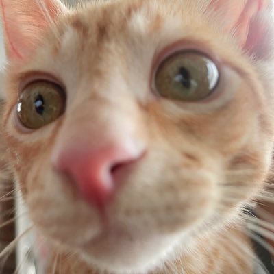 lamianumai's profile picture