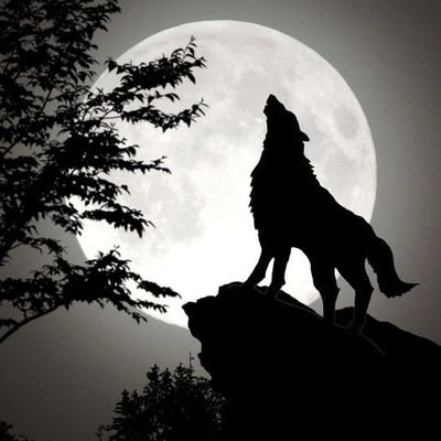 bundilk21's profile picture
