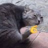 Maykr profil fotoğrafı