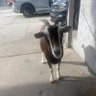 BRANDON RAY THOMAS 🌴's profile picture