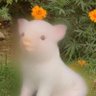 Profilbild von angel