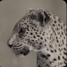 Profilbild von عَيـنن العتيـبـي🐆