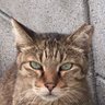 Kiamaca Marcus Aurelius's profile picture