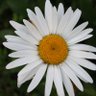 the narcissistic daisy 的头像