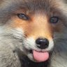 Vulpes-Vulpes (Maoísta) 📕 profil fotoğrafı