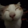 funnyFeline profil fotoğrafı