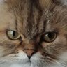 Profilbild von Toshiya Hara