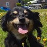 🐶 風の谷のおちょ 🐶 的头像