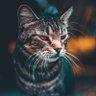 Фото профиля dat vu
