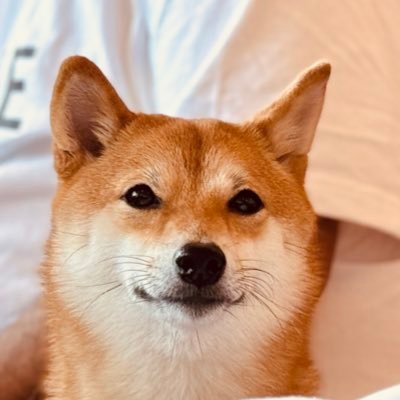 シバシバお豆's profile picture