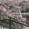まこマロン profil fotoğrafı