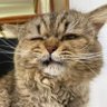 くうき🐱🌙クルメア's profile picture