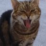 Caffrey Cat Paws profil fotoğrafı