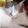 Chinni profil fotoğrafı