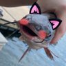 Profilbild von Wimo 🎣🦖🦕🐦