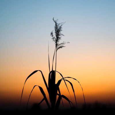 恋恋不舍's profile picture