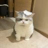 Sun's profile picture