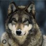 WolfMan🐺's profile picture