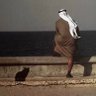 Profilbild von بوخالد