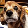 ショコラ profil fotoğrafı