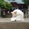 つきうさぎ profil fotoğrafı
