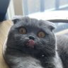 Profilbild von 天津飯