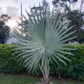 YourLandscaper's profile picture